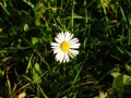 Daisy