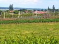 Dan odprtih klüčaj in vinskih kleti