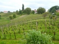 Dan odprtih vinskih kleti in klüčaj
