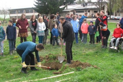 Sajenje dreves na OŠ Cvetka Golarja Ljutomer