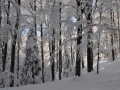 Drevje je odeto v sneg