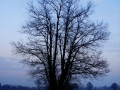 drevo v zimi