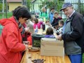 Etnološka prireditev Kučenje jabolk