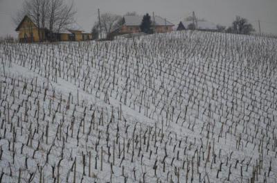 Zasneženi vinogradi