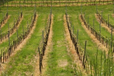 Sezonska dela v kmetijstvu so priložnost za dodatni zaslužek in pridobivanje delovnih izkušenj