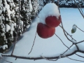 Jabolka s snežno kapo