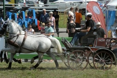 Lipicanci na sejmu AGRA