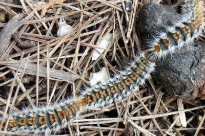 Gosenica sprevodnega prelca