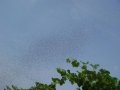 Roj letečih mravelj v Mekotnjaku