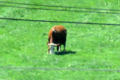 Krava (fotografija je simbolična)