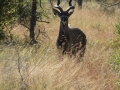 Kudu