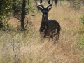 Kudu