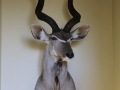 Kudu