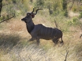 Kudu