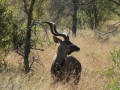 Kudu