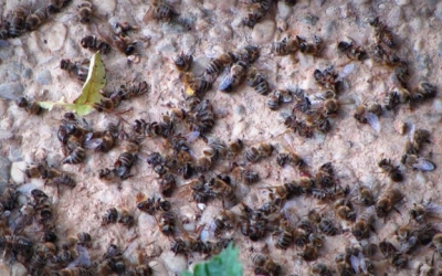Pomor čebel