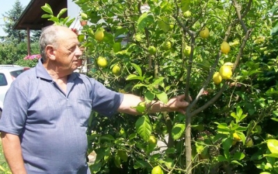 Ludvik Brunec iz Veržeja je ponosen na 40 let staro drevo limone