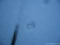 Mačji štapi v snegu