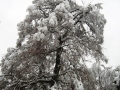 Zasneženo drevo