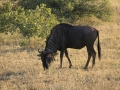 Modri gnu