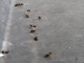 Mrtve mravlje v Ljutomeru