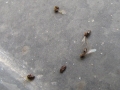Mrtve mravlje v Ljutomeru