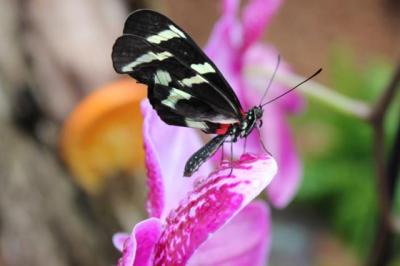 Razstava orhidej in tropskih metuljev