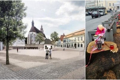 Tržnica, kot bi naj izgledala in podrta drevesa