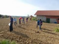 Na Stari Cesti posejali semena buč