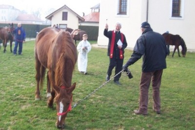 Blagoslov konjev v Veržeju