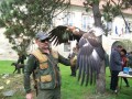 Osmi mednarodni lov s sokoli