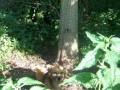 Pes v gozdičku