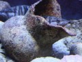 Piranski akvarij