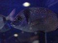 Piranski akvarij