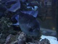 Piranski akvarij
