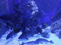 Piranski akvarij