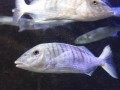 Piranski akvarij