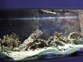 Piranski akvarij
