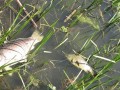 Pogin rib v Gajševskem jezeru