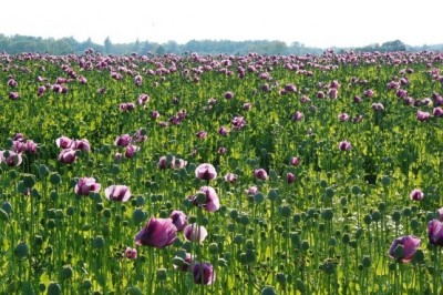 Polje maka