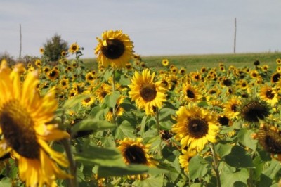 Polje sončnic