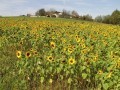 Polje sončnic