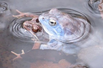 Žabe plavčki
