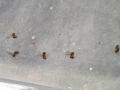 Pomrle mravlje