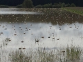 Poplave v Bolehnečicih in Berkovcih