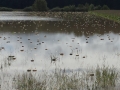 Poplave v Bolehnečicih in Berkovcih