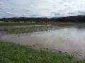 Poplave v Bolehnečicih in Berkovcih