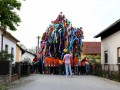 Postavljanje majoša v Gančanih