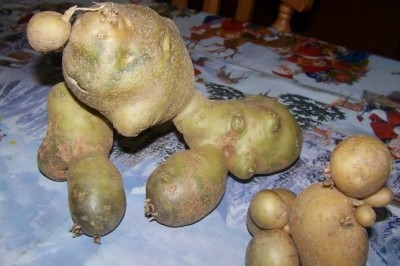 Krompir posebne vrste