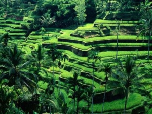 Indonezija